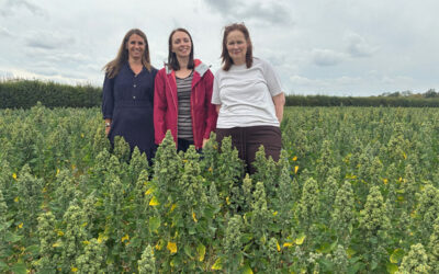 British Quinoa is Looking Good in the Fields